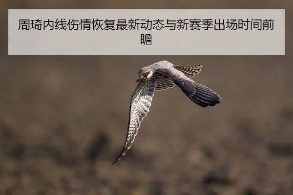 周琦内线伤情恢复最新动态与新赛季出场时间前瞻